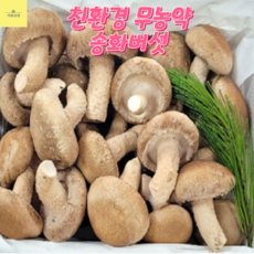 아빠가고른 송화버섯 송향버섯 경북특산물 송고 송화고 버섲 산지직송, 4개, 500g