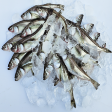 대휘수산 알배기도루묵 오늘조업 알도루묵 자연산 생물 햇도루묵 급랭 제철도루묵, 1개, 햇 알배기도루묵 10미[급랭]