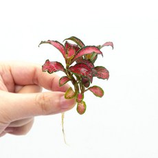 미미네아쿠아 원예식물 테라리움용 미니 레드스타 1촉, 1개