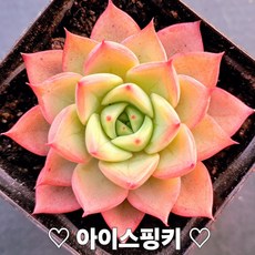 매혹적인 다육이 모음 다육식물 다육, 아이스핑키