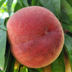 재구매 1위 한정 초특가 딱딱이 복숭아, 1박스, 복숭아 2kg(12과내외)