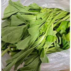 국내산 당일채취 생 아욱 아욱나물 신선한 아욱 아욱국 국산 아욱, 1개, 400g