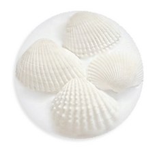 화석표본만들기(5인)MR11407