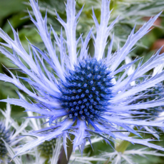 에린지움 '블루캡' [3포트] (복남이네야생화 다년생), 3개