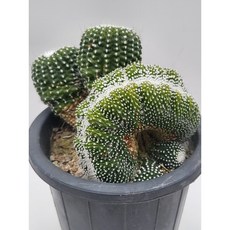 [가람다육] 단자소정철화 선인장, 1개