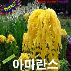 (희귀씨앗) 삼색아마란스 노랑 10립, 1개