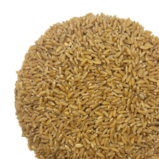 해나식품 호라산밀, 1개, 1kg