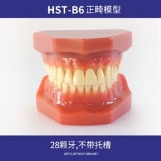 치아 모형 치과 상담 교구 덴티폼, 교정 표준