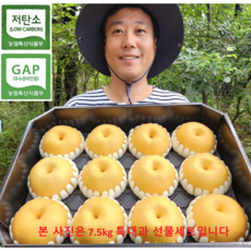 [상위1%생산자직송] 햇배 신고배 설 명절 선물세트 고당도 제수용, 1박스, 중과5kg(선물세트)