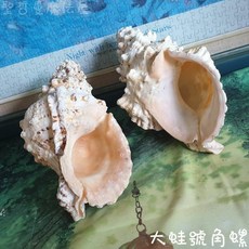 大蛙號角螺 (法器/聖壇用品/水元素/收藏品/空間擺飾), 1個, 頂端無開口