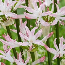 [나은식물원]1.[네리네 구근] 립스틱-1구