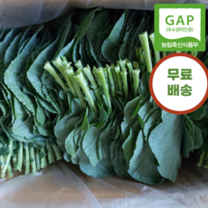 당일수확 신선한 케일 쌈용케일 쌈채소, 1박스, 1kg