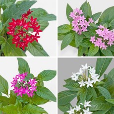 마이플랜트 펜타스 소형, 3개, 빨간색