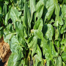 국내산 노지 시금치 무안 해풍 산지직송, 1박스, 2kg