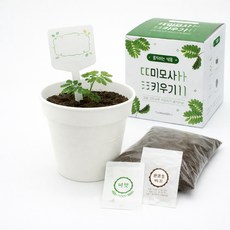 움직이는식물 미모사