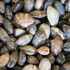 고창 하전갯벌 참바지락 조개 (중량선택), 01. 바지락 조개 1kg, 1박스