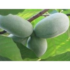 포포나무묘목 실생3년생 포트묘 뽀뽀나무, 1개, 실생2년생5치포트