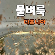관찰용 물벼룩 다프니아 1000마리, 1개, 650L