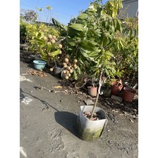 霏霏園藝 四季龍眼 嫁接樹苗，四季結果