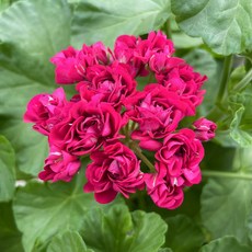 플럼램블러제라늄 1+1 로즈버드 유럽제라늄, 2개