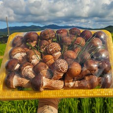 초온재 고급형 참송이 버섯 선물세트 중 최상품 1KG 보자기포장, 1박스