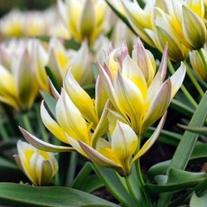 [큐가든] 튤립 구근 보타니컬 tarda 5개 초특가 유럽직수입 원종튤립 특선 봄꽃 추식