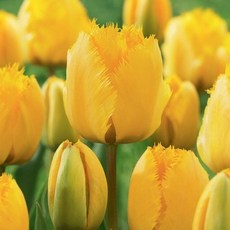 [나은식물원]31.[튤립 모종] 크리스탈 스타 -10cm 2포트