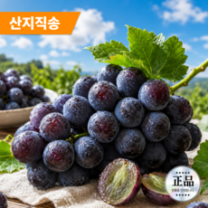 특품 국내직송 씨없는 왕거봉 햇 거봉, 1개, 2수(1kg)