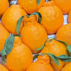 고당도선별 제주 한라봉 초신선 특가세일, 1개, 5kg 중대과 (15~23과)