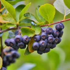 [고창농장직송] 25년수확 아로니아생과 꼭지제거특상품 아로니아, 1박스, 1kg(특상품)