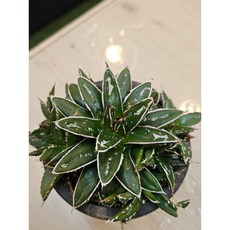 팅커벨 세설 지름8cm