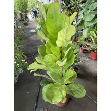 禮遇花田 室內盆栽 大葉琴葉榕 8吋盆, 1個, (A)8吋盆2-3株高120-160