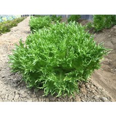 【野菜部屋~】B51 綠麒麟萵苣種子 葉形特殊 脆 口味佳, 1包