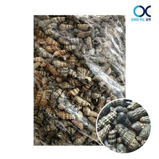 냉동 자숙 갯고동 1kg 갯고둥 바다고동 올갱이 바다다슬기, 1개