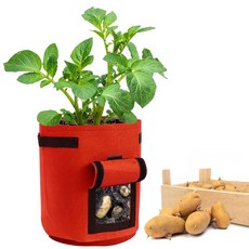 더조은키즈 (식목행사)어린농부 감자기르기 세트 새싹 재배기 관찰학습 식물재배 체험키트, 1개