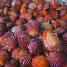 통영 제철 새조개 소라 멍게 문어 전복 외 최상급 해산물, 1kg, 1개