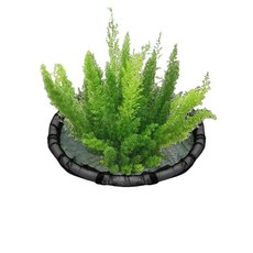 수생 식물 부유식 플랜터 연못 수경 재배 원형 화분 45cm, 1개