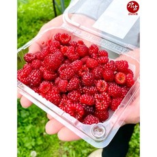 국내산 산딸기 250g 1팩 생과 당일수확 신선배송 제철과일