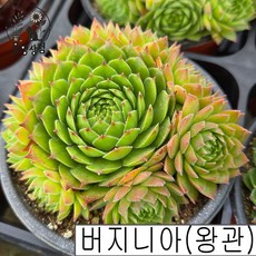 [풀멍상점] 버지니아 (왕관) 바위솔 / 노지.월동 야생/ 선별발송 분채배송/ 방수라벨 이름표포함. 농장직접 배송, 1개