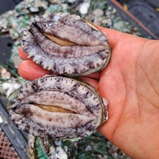 완도 대전복 12-14미 1kg (Araium)