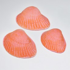 조개화석 만들기 - 알지네이트 (5인용) - 4학년2학기