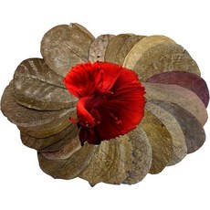 놀라운 수생 베타 & 새우 잎 10개 4-6인치 프리미엄 카타파 인디언 아몬드 자연 서식지 타닌 생성 면역력 향상 사용 편리함 (카타파 10개입), Unflavored