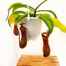 에덴플랜트 네펜데스 모기퇴치 벌레잡이 식충식물 호리병모양 저면관수 벌레잡이통발 공기정화, 1개