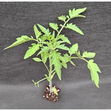 미소화원농장 대추방울 토마토 빨강 노랑 모종 열매채소 키우기