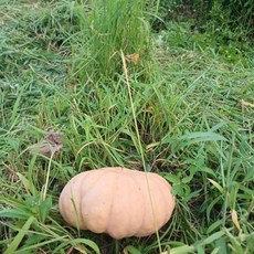 친환경 무농약 토종 맷돌 늙은 호박 4kg, 1개
