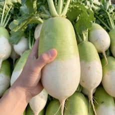 [특상품] 아삭한 제주 월동무 세척무, 1개, 5kg