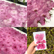 봄 벚꽃 드라이플라워 압화 (3종), 벚꽃 3종 (1팩)