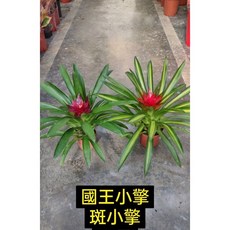 霏霏園藝 國王小擎與斑小擎觀賞鳳梨盆栽, 1個