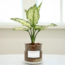 피오그린 천연 가습기 원통유리 하이드로볼 수경세트 공기정화식물 거실인테리어, 11 스노우사파이어, 1개