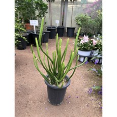 연필선인장 박씨농원, 1개, 0